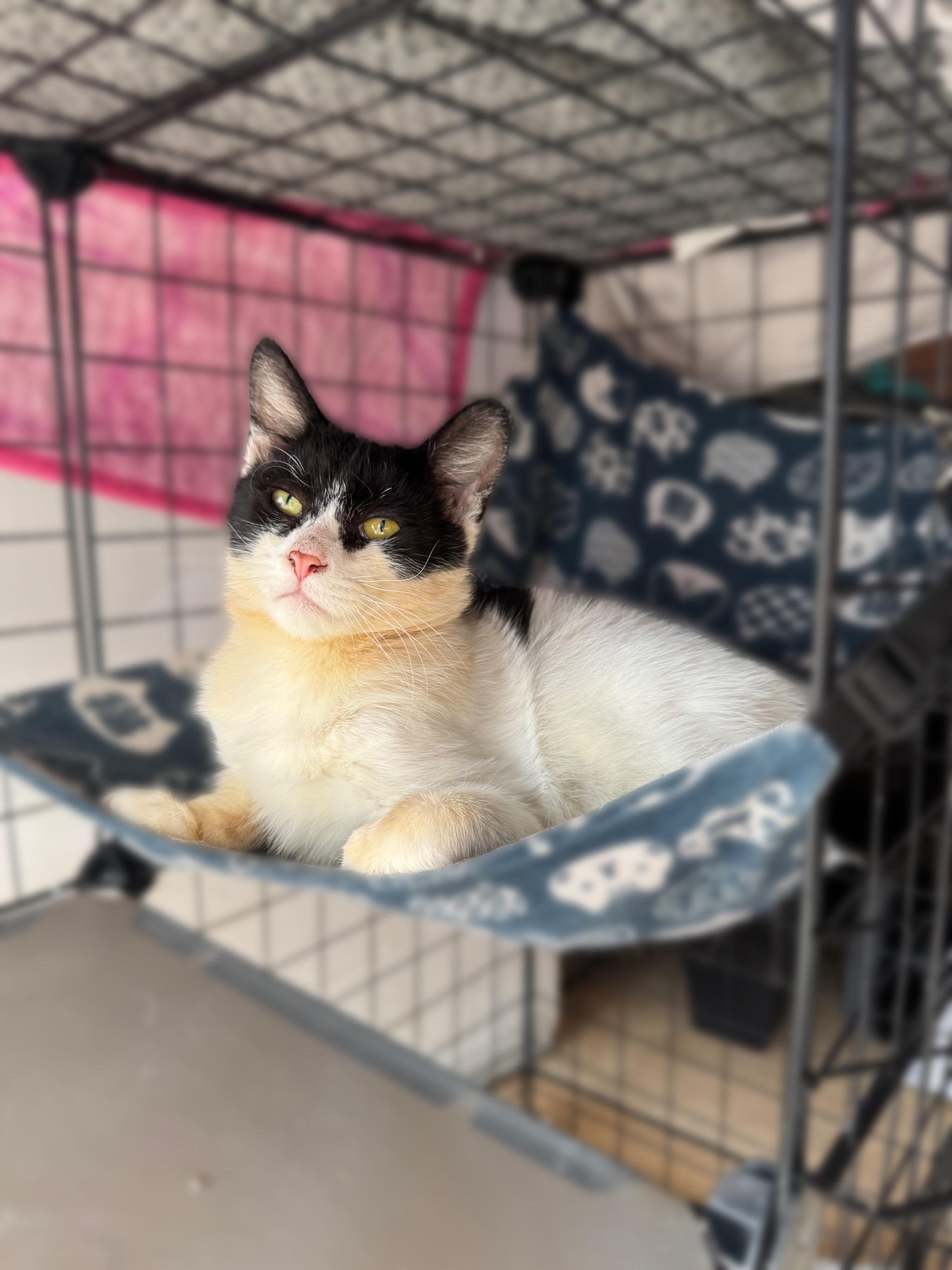 Gary, a Adoptable Domestic Short Hair in Bell Gardens, CA image 2/6