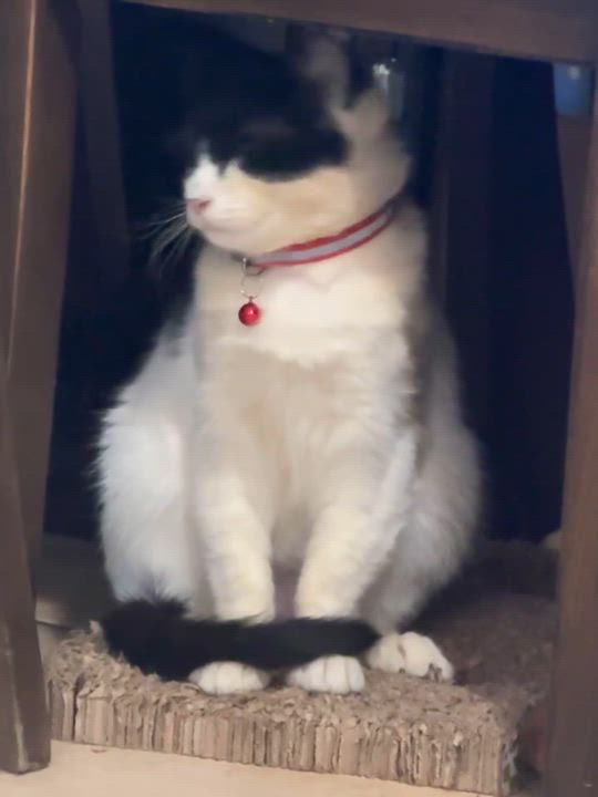 Enlarge Gary, a Adoptable Domestic Short Hair in Bell Gardens, CA video 3/6