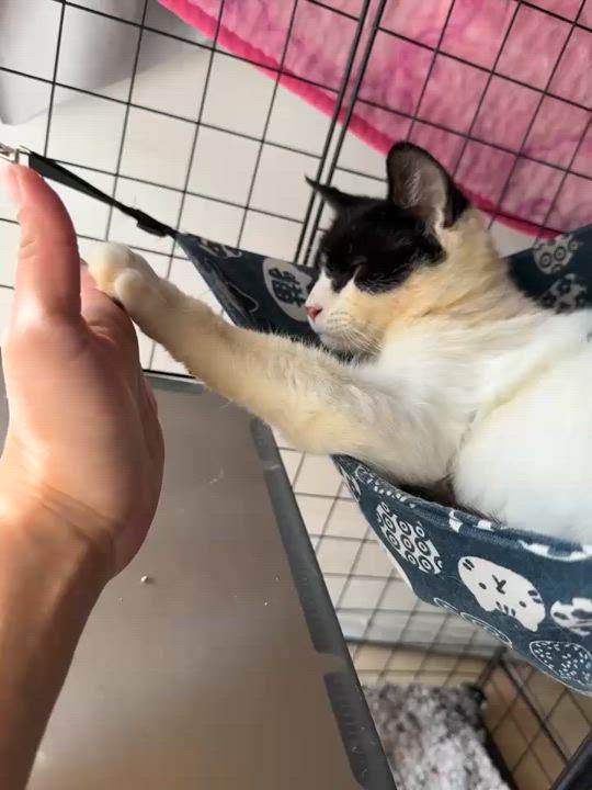 Enlarge Gary, a Adoptable Domestic Short Hair in Bell Gardens, CA video 4/6