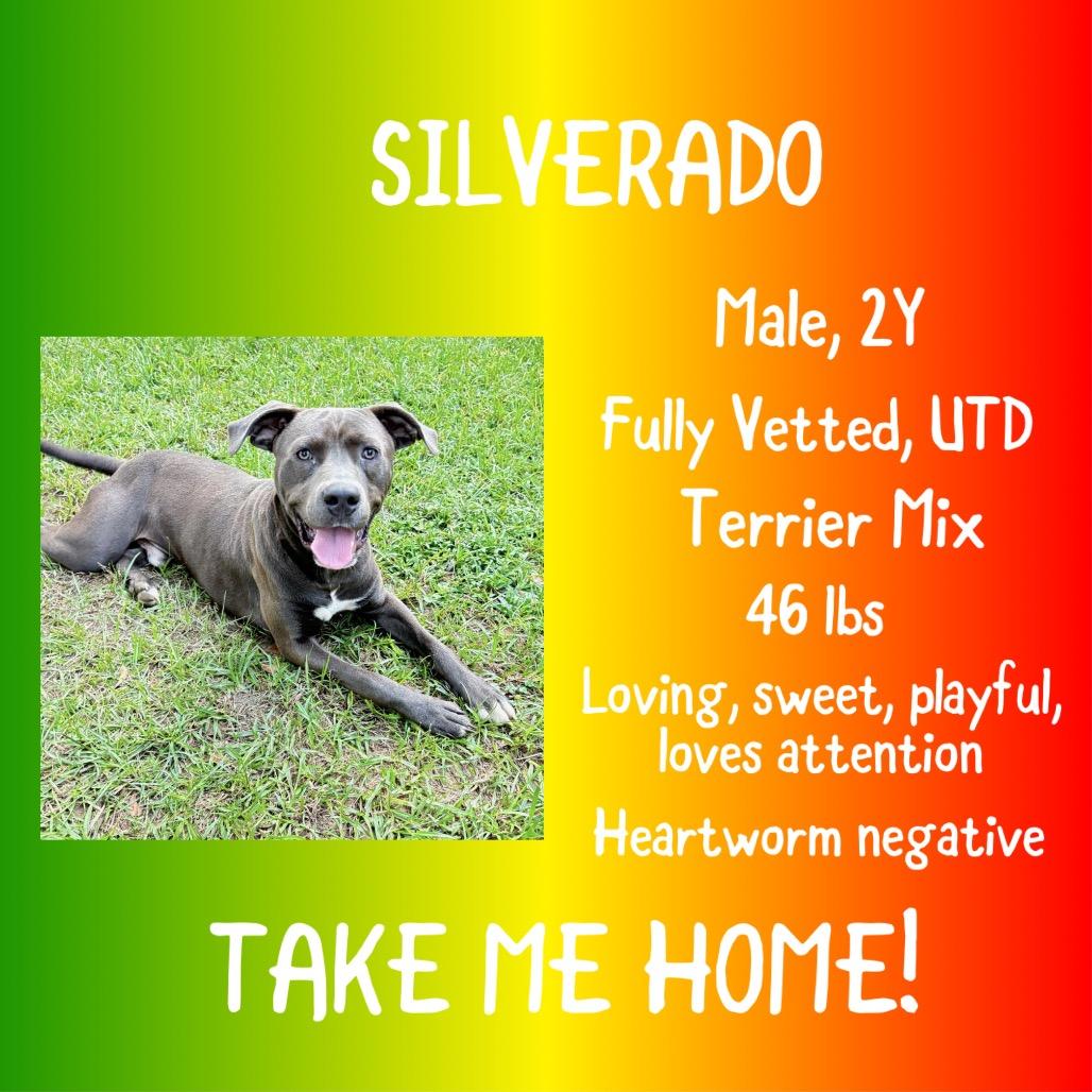 Enlarge Silverado, a Adoptable Pit Bull Terrier in Irvington, AL image 1/2