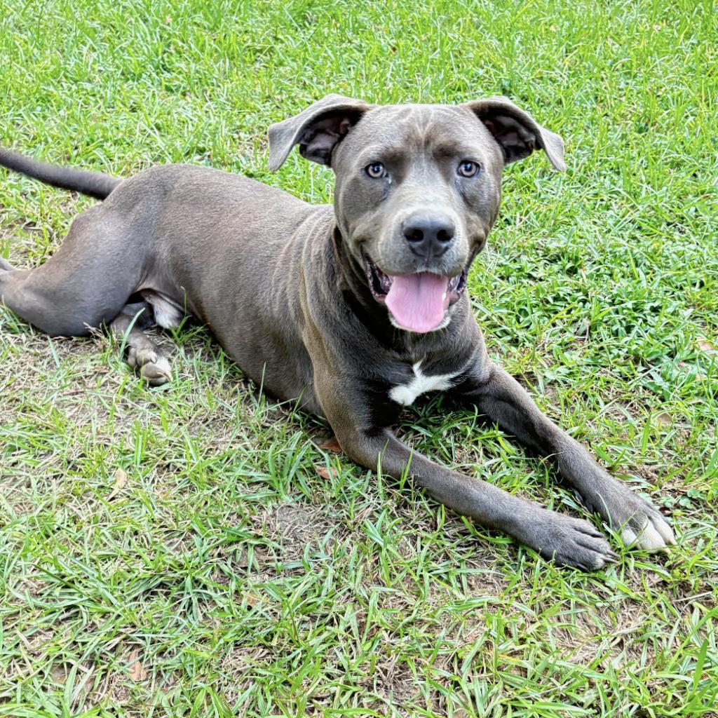 Enlarge Silverado, a Adoptable Pit Bull Terrier in Irvington, AL image 2/2
