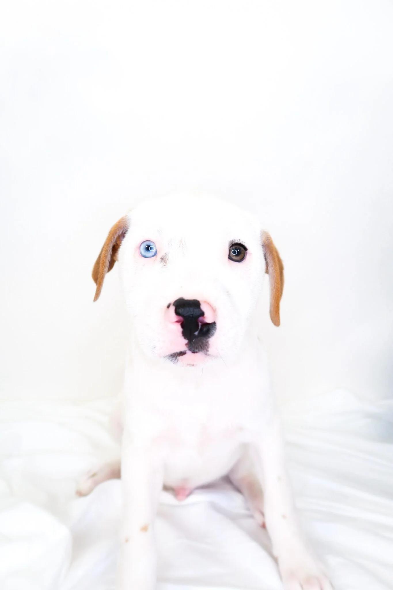 Enlarge Hippo, a Adoptable mixed breed in Bixby, OK image 1/3