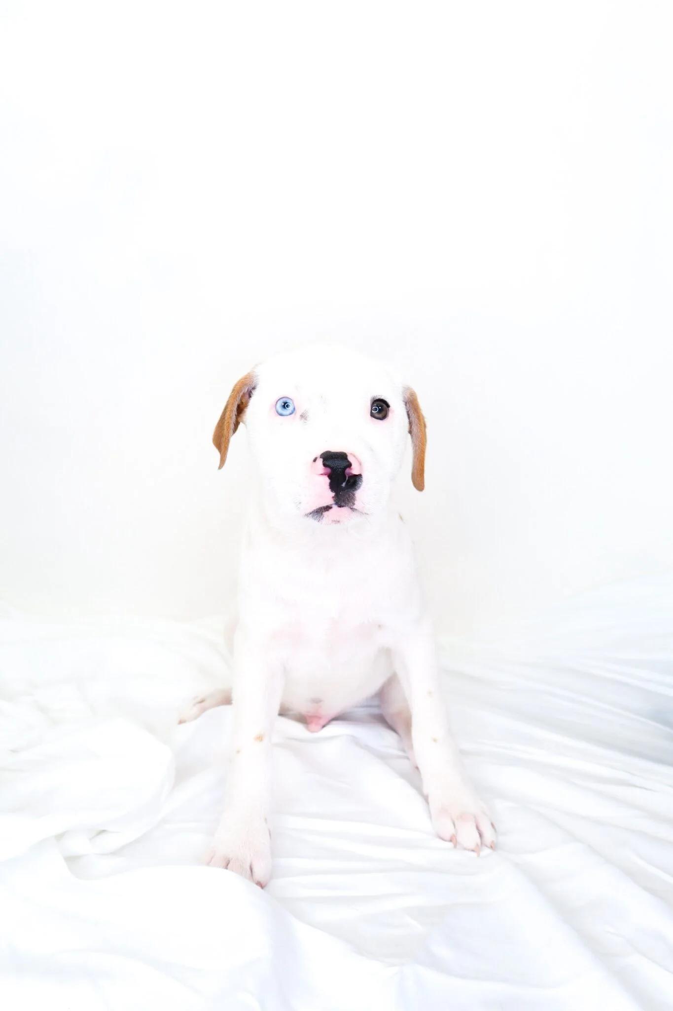 Enlarge Hippo, a Adoptable mixed breed in Bixby, OK image 3/3