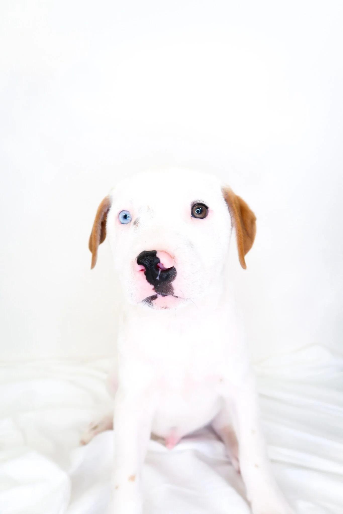 Enlarge Hippo, a Adoptable mixed breed in Bixby, OK image 2/3
