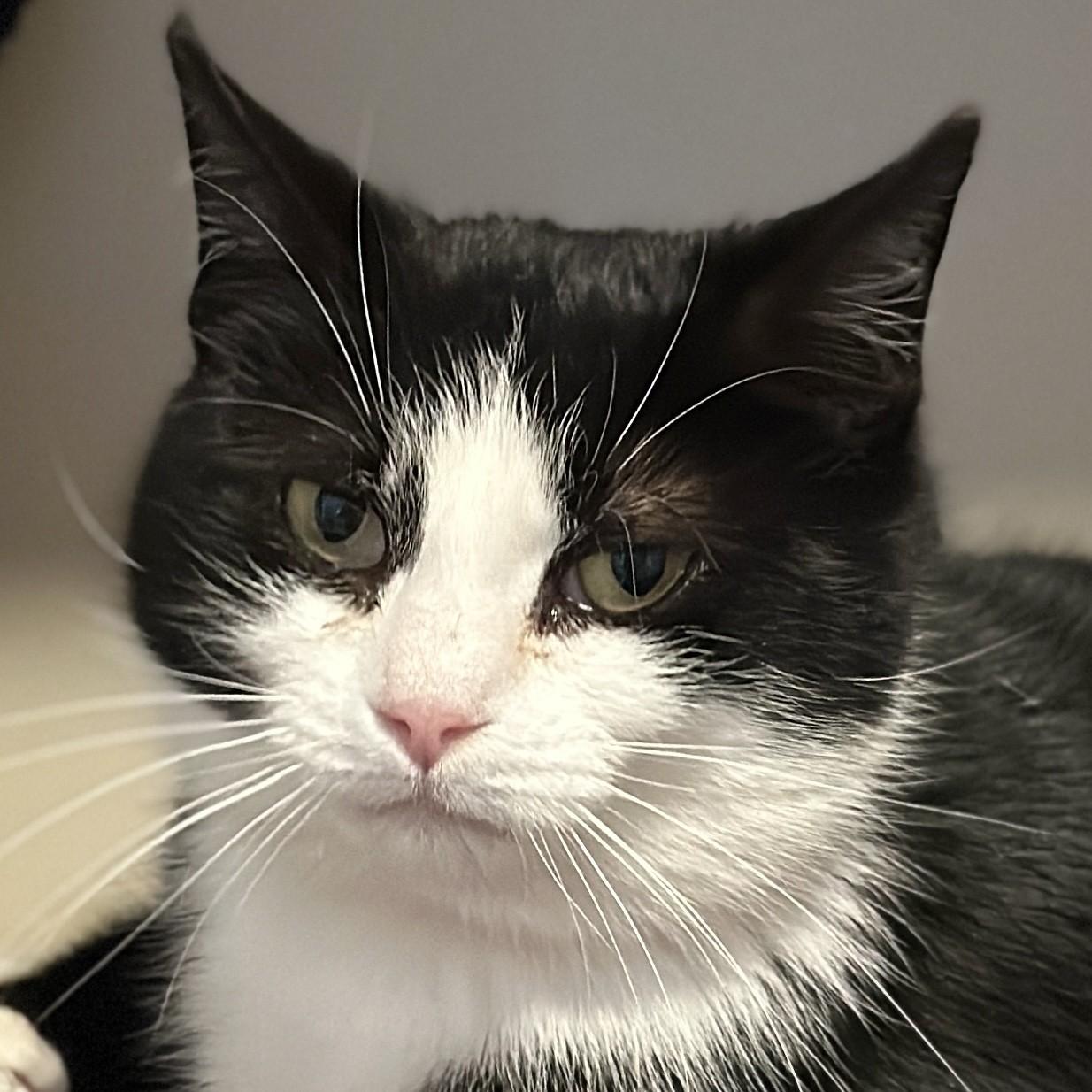 Felicia, an adopted Domestic Short Hair in Victor, NY image 2/6