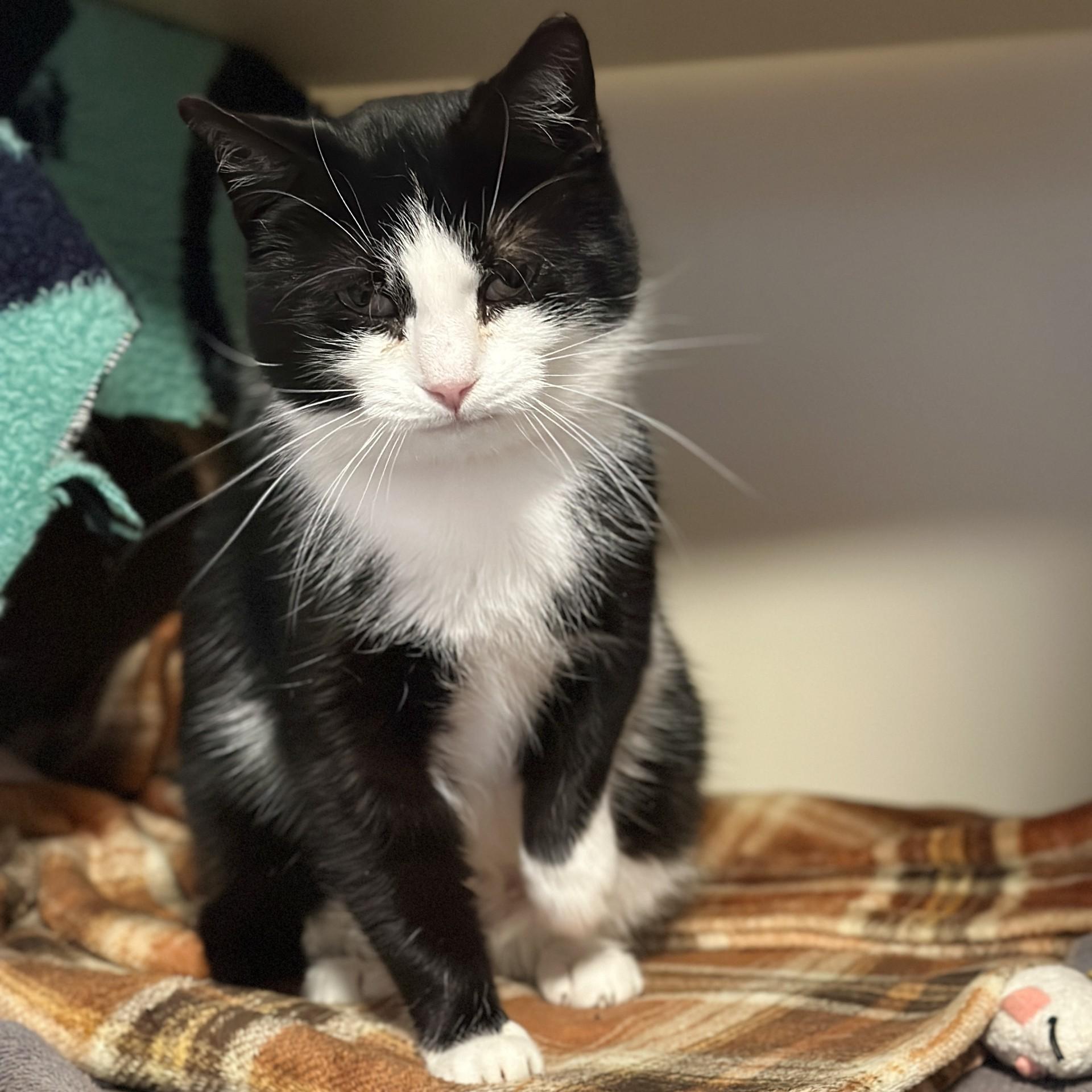 Felicia, an adopted Domestic Short Hair in Victor, NY image 6/6
