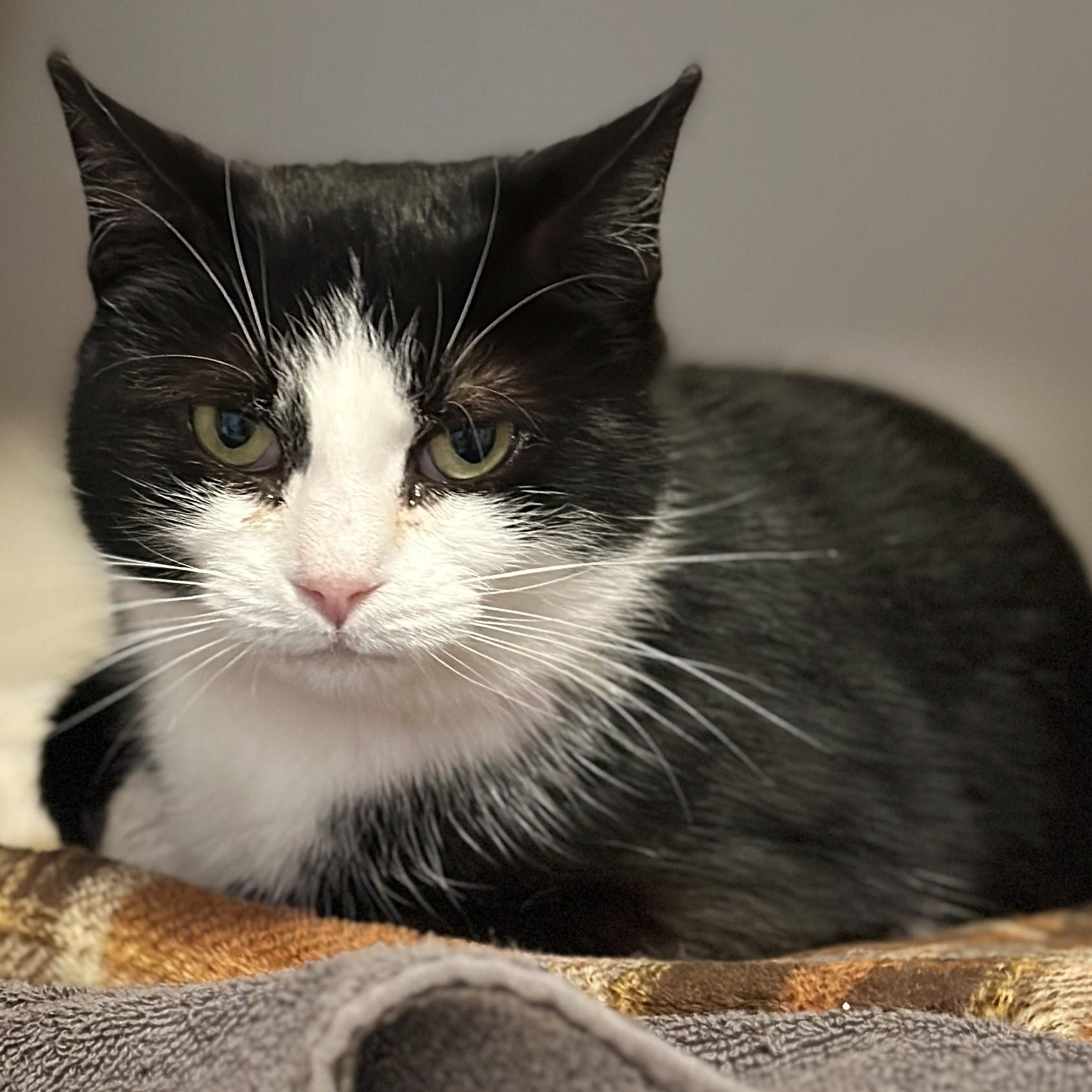 Felicia, an adopted Domestic Short Hair in Victor, NY image 1/6