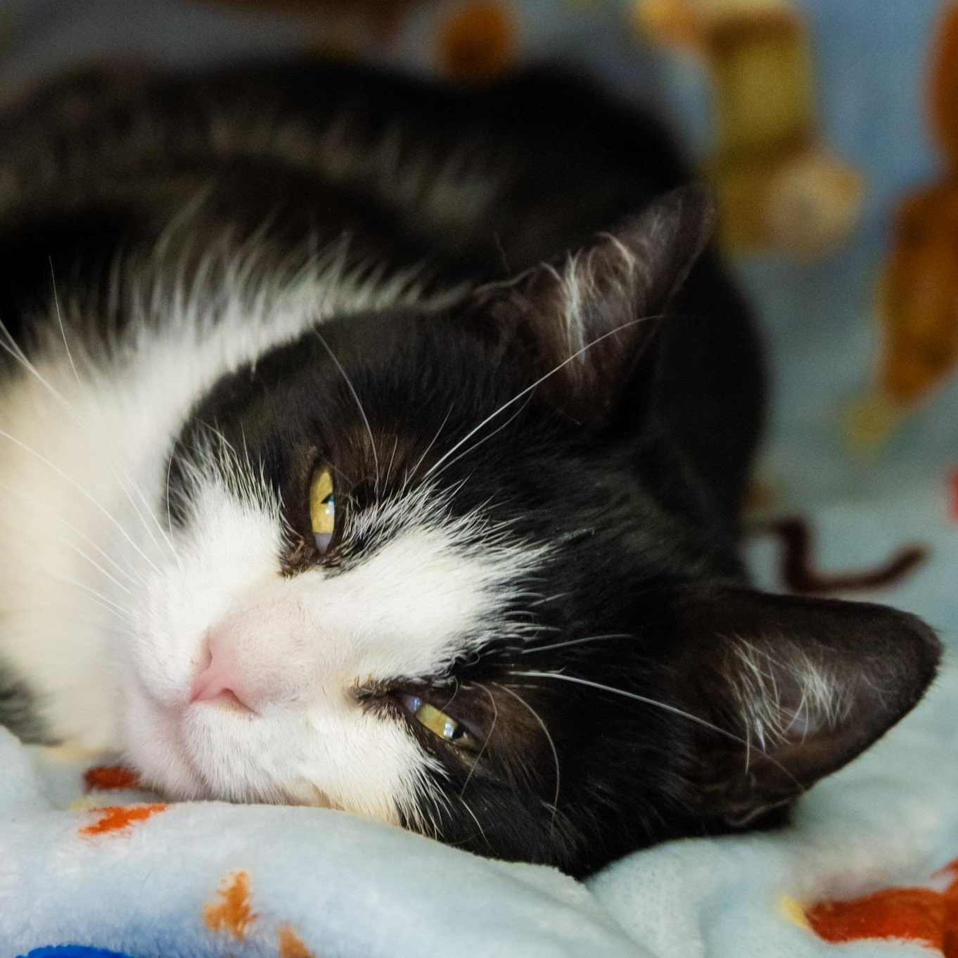 Felicia, an adopted Domestic Short Hair in Victor, NY image 3/6
