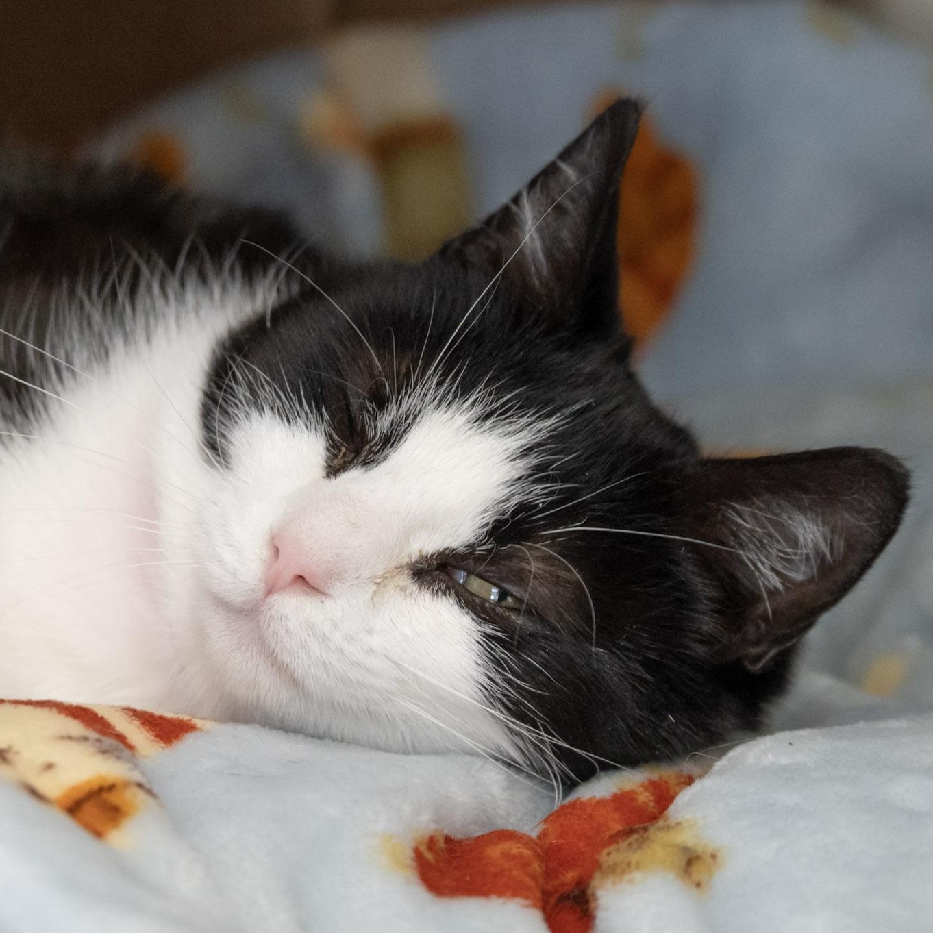 Felicia, an adopted Domestic Short Hair in Victor, NY image 4/6