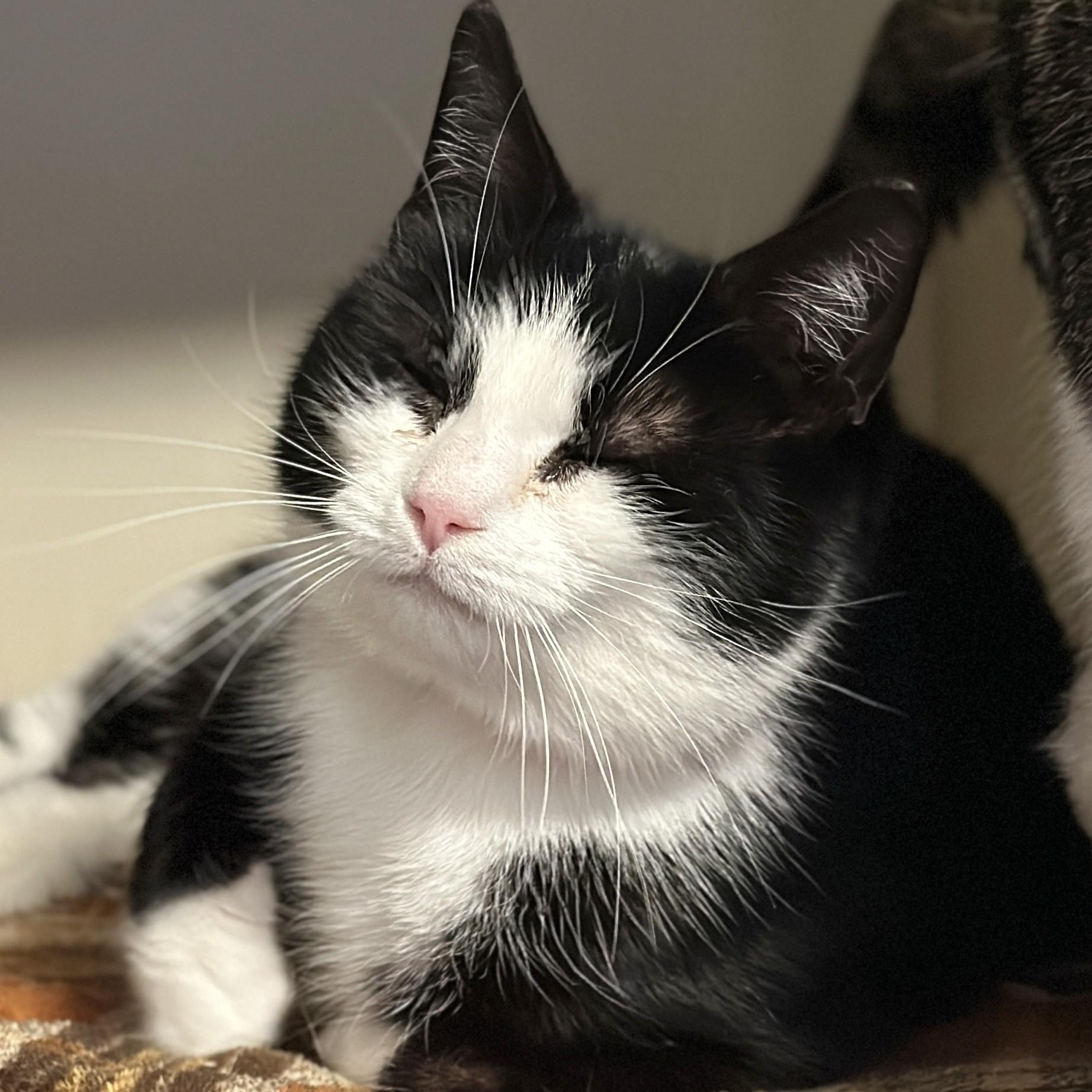 Felicia, an adopted Domestic Short Hair in Victor, NY image 5/6