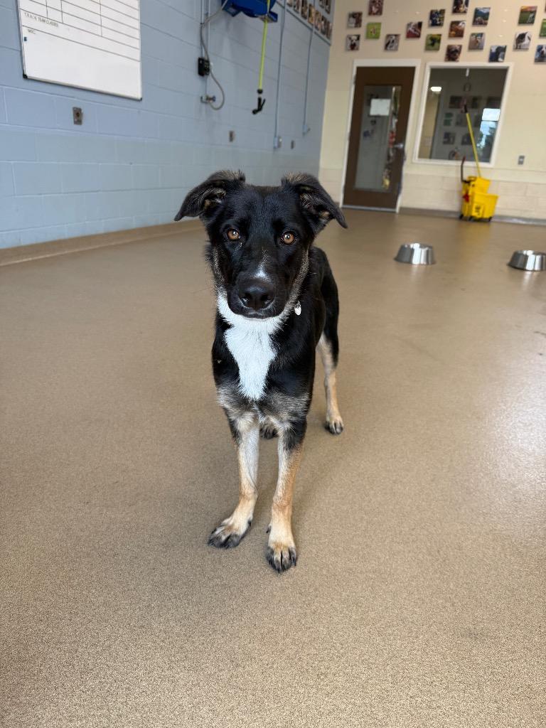 Enlarge Penelope, a Adoptable mixed breed in North Syracuse, NY image 1/4