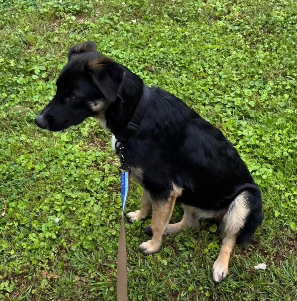 Enlarge Penelope, a Adoptable mixed breed in North Syracuse, NY image 2/4