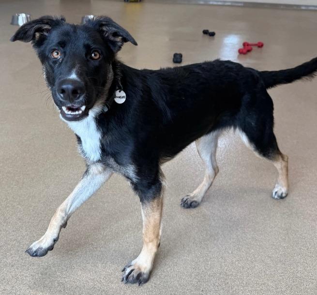 Enlarge Penelope, a Adoptable mixed breed in North Syracuse, NY image 3/4