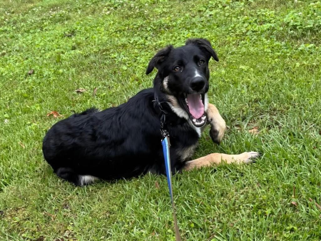 Enlarge Penelope, a Adoptable mixed breed in North Syracuse, NY image 4/4