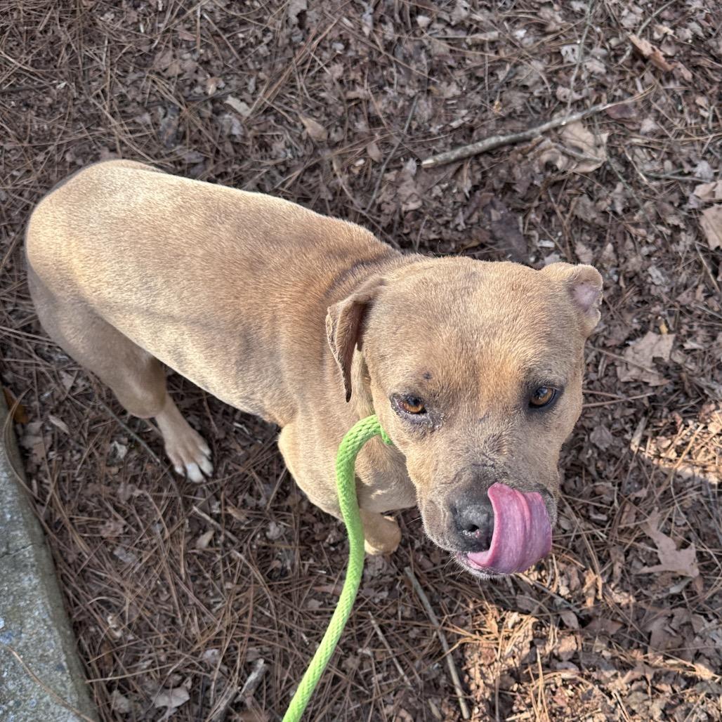 02/23/2026-Stray-NassauCircle-1"coyote"