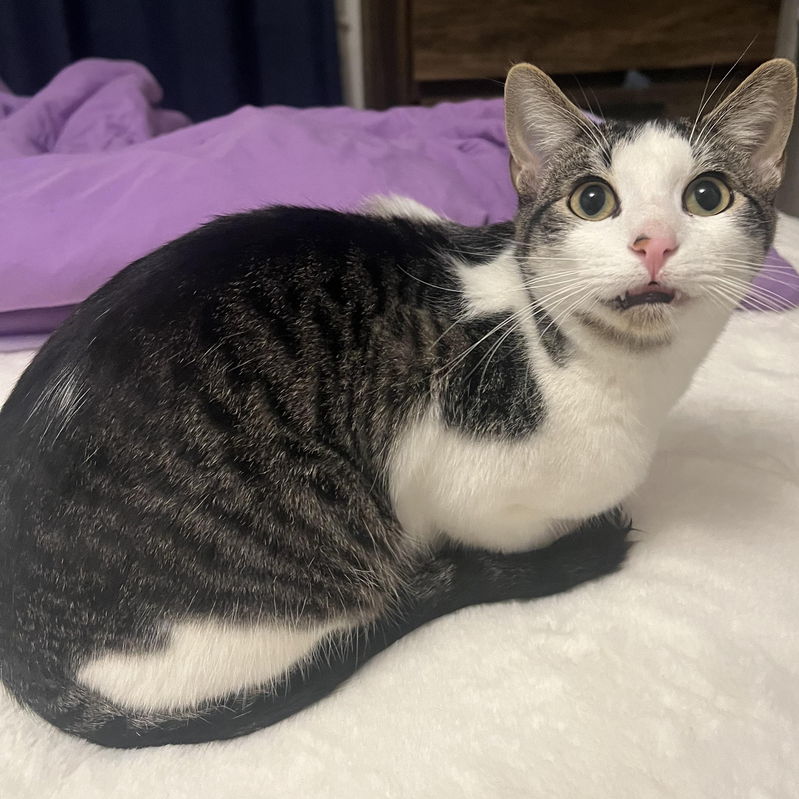 Domino, a Adoptable Domestic Short Hair in Price, UT image 4/6