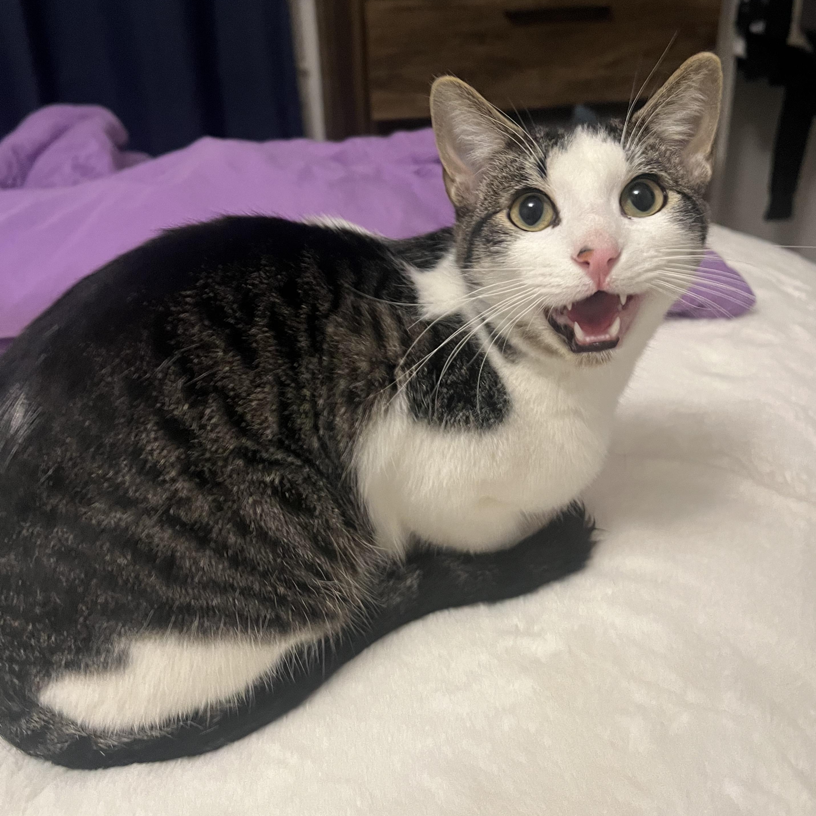 Domino, a Adoptable Domestic Short Hair in Price, UT image 6/6