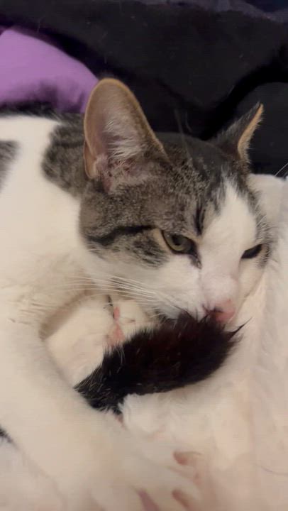 Enlarge Domino, a Adoptable Domestic Short Hair in Price, UT video 3/6