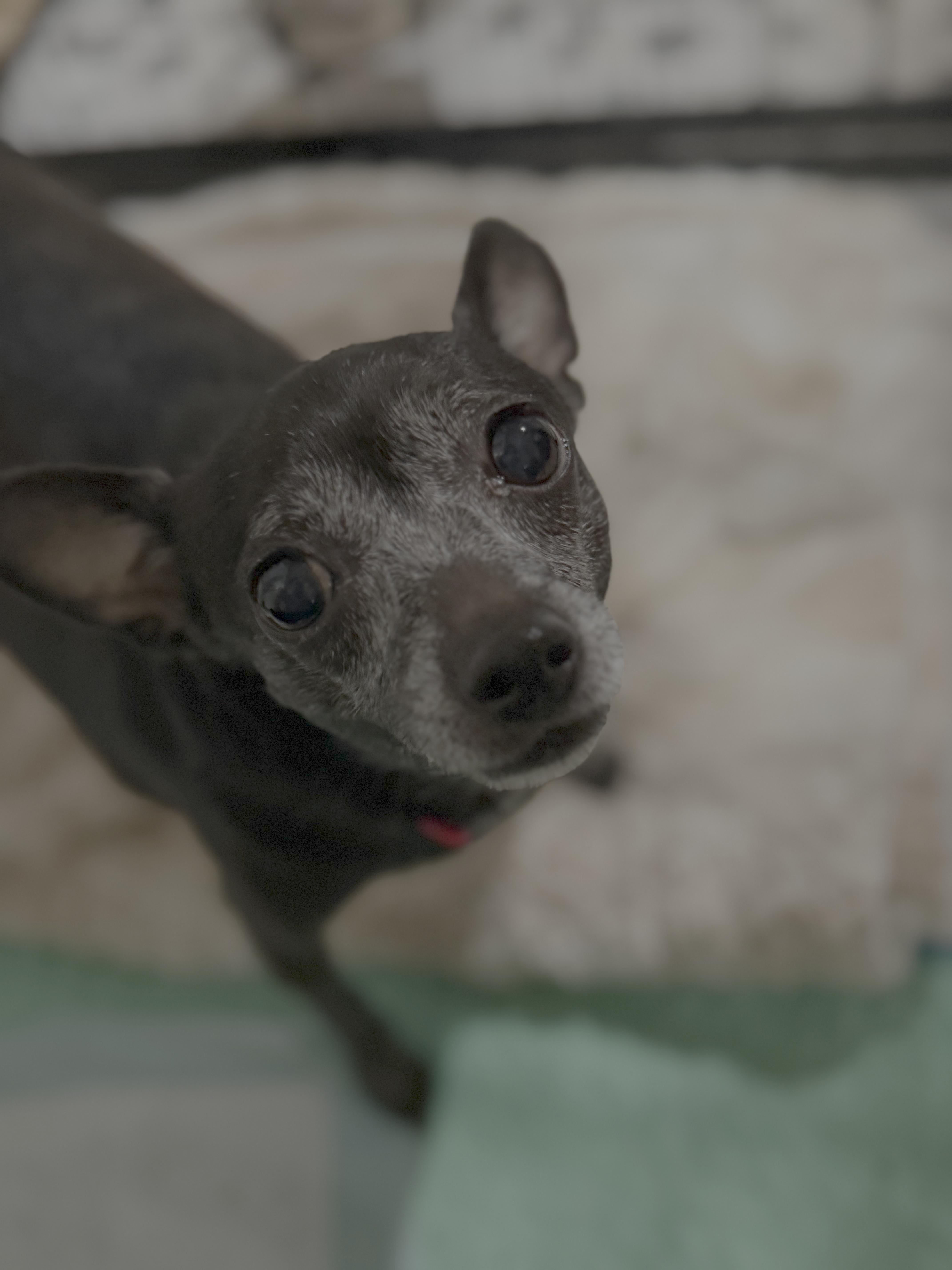 Lailah, Adoptable, Senior Female Chihuahua.
