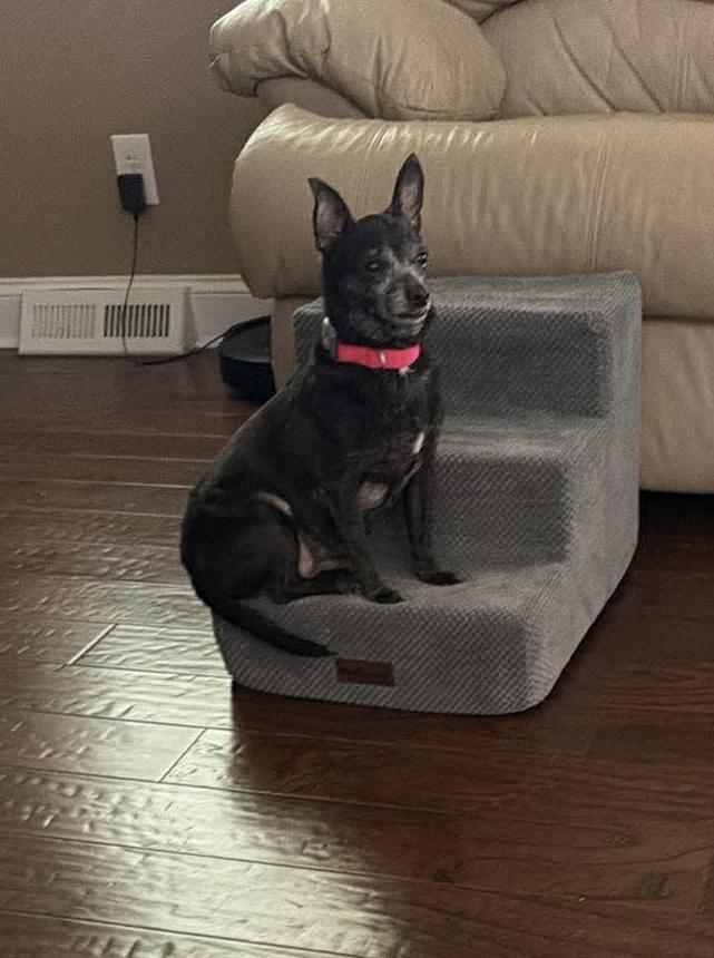 Enlarge Lailah, a Adopted Chihuahua in Knoxville, TN image 2/4