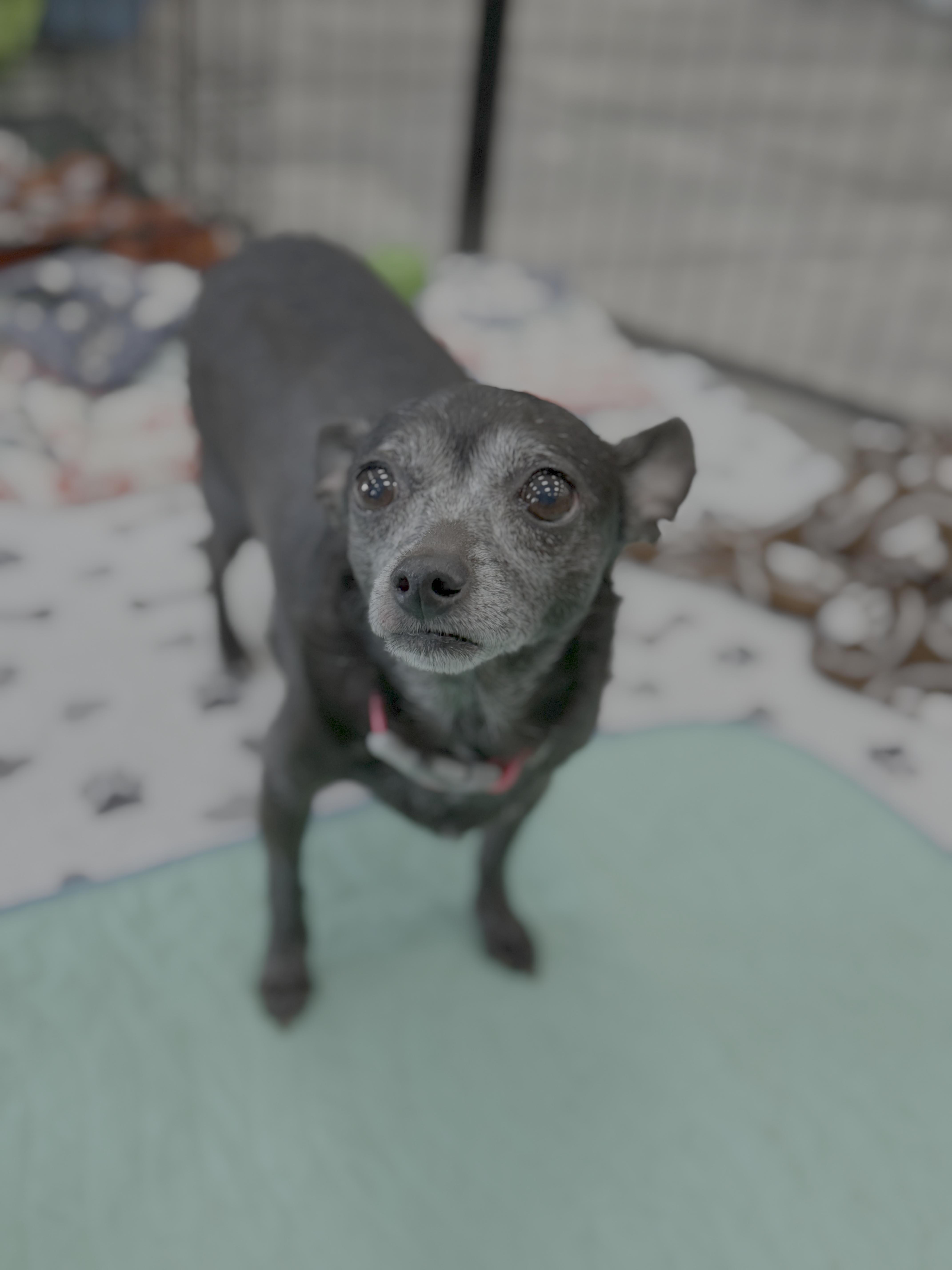Enlarge Lailah, a Adopted Chihuahua in Knoxville, TN image 3/4