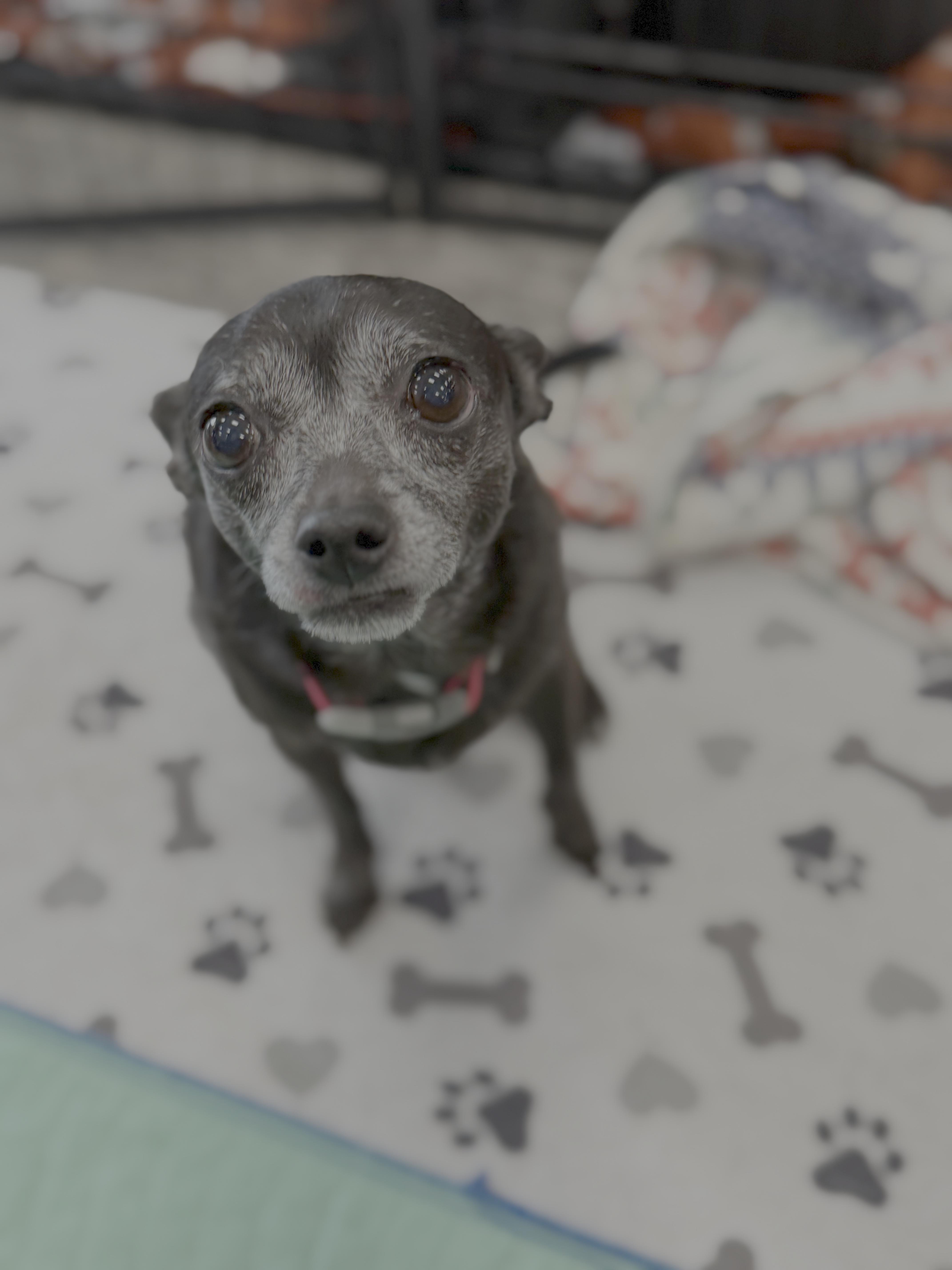 Enlarge Lailah, a Adopted Chihuahua in Knoxville, TN image 4/4