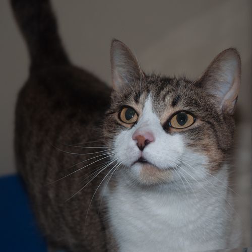 Enlarge Taylor , a Adoptable mixed breed in New Martinsville, WV image 1/2