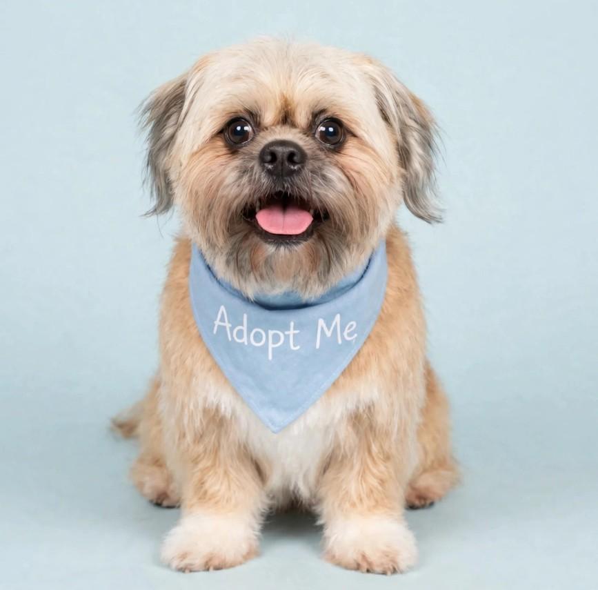 Enlarge Nova, an adopted Shih Tzu in Eustis, FL image 1/1