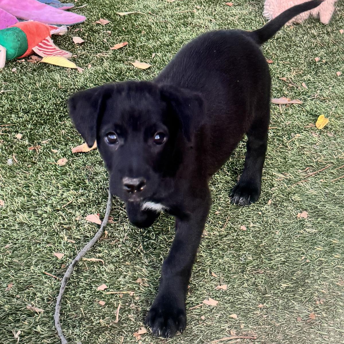 Anthem Pup - Dawn - Adopted!, Adoptable, Puppy Female Labrador Retriever & Shepherd.