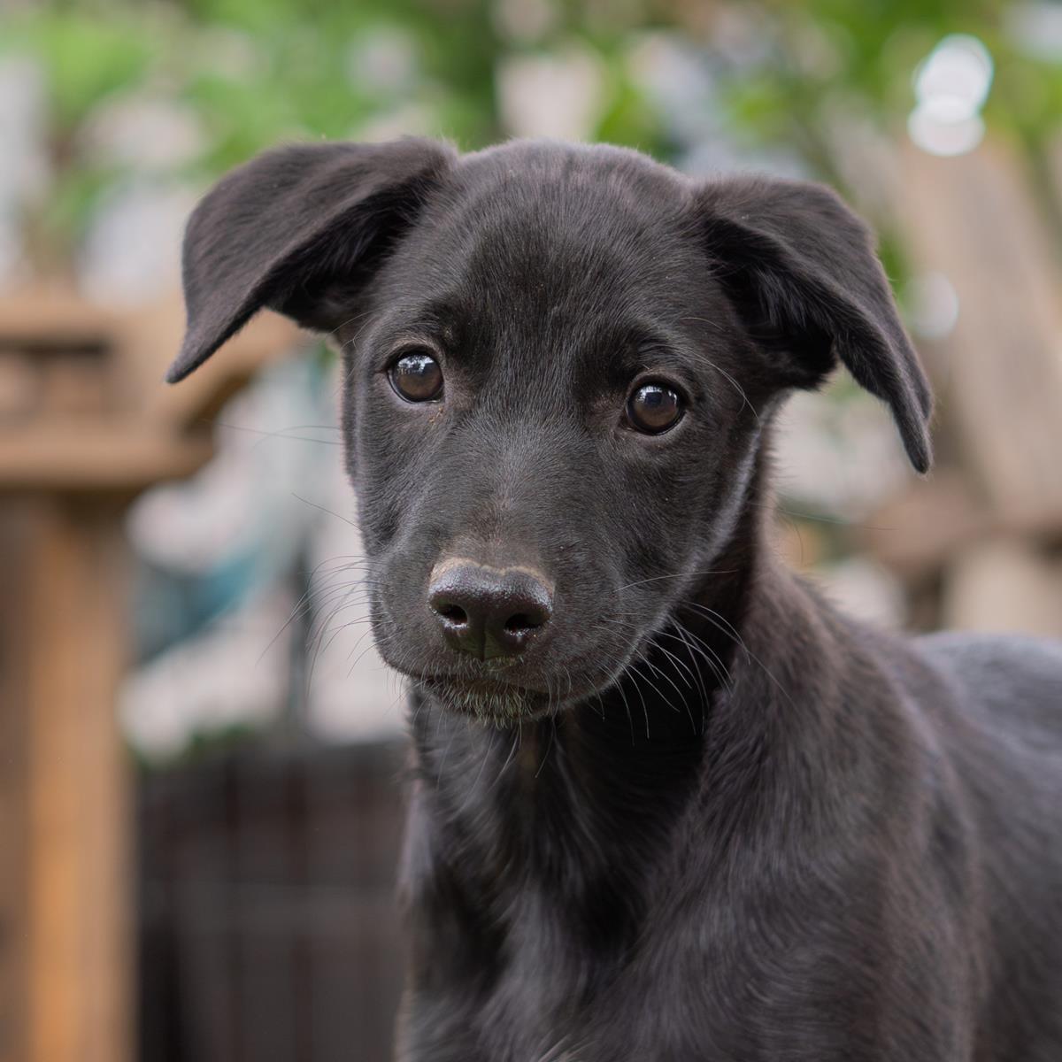 Enlarge Anthem Pup - Dawn - Adopted!, a Adoptable mixed breed in San Diego, CA image 2/3