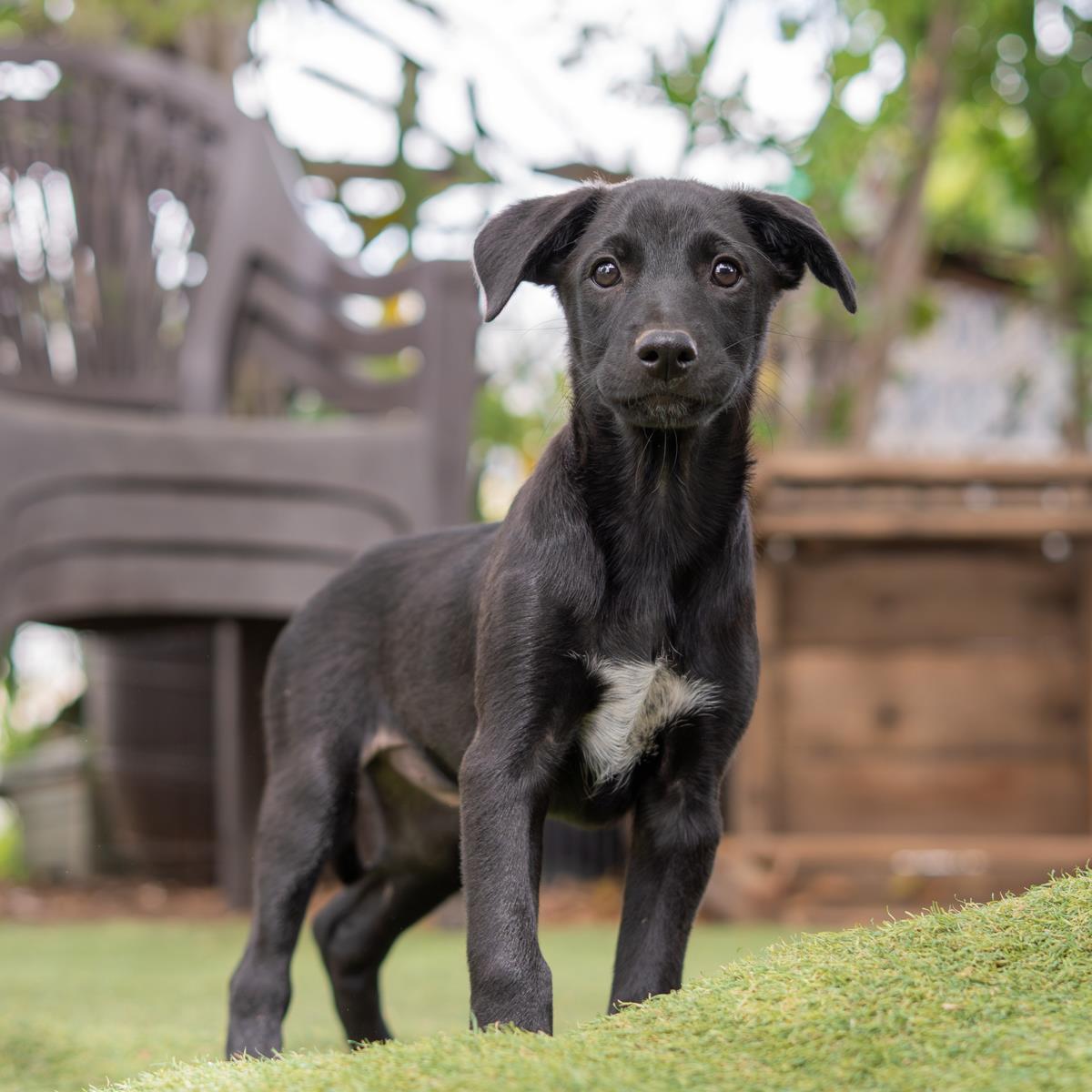 Enlarge Anthem Pup - Dawn - Adopted!, a Adoptable mixed breed in San Diego, CA image 3/3