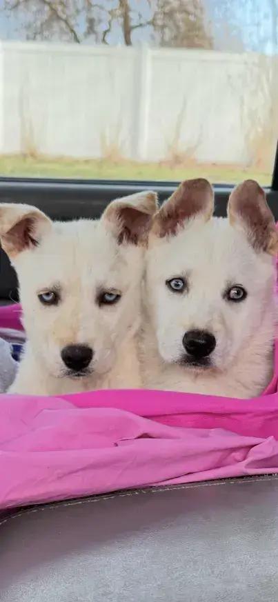 Enlarge Sage, a Adoptable mixed breed in Grand Rapids, MI image 1/2