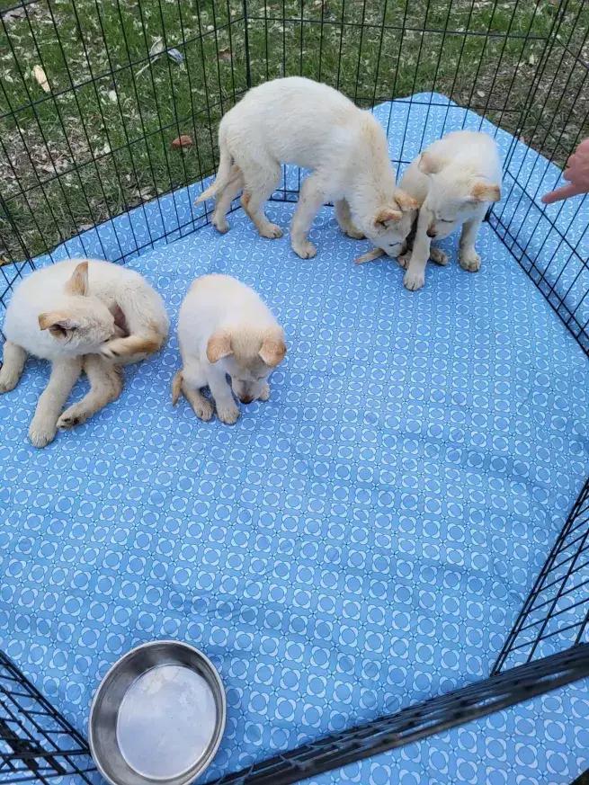 Enlarge Sage, a Adoptable mixed breed in Grand Rapids, MI image 2/2