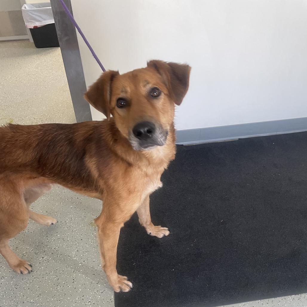 Habanero, Adoptable, Adult Male Mixed Breed.