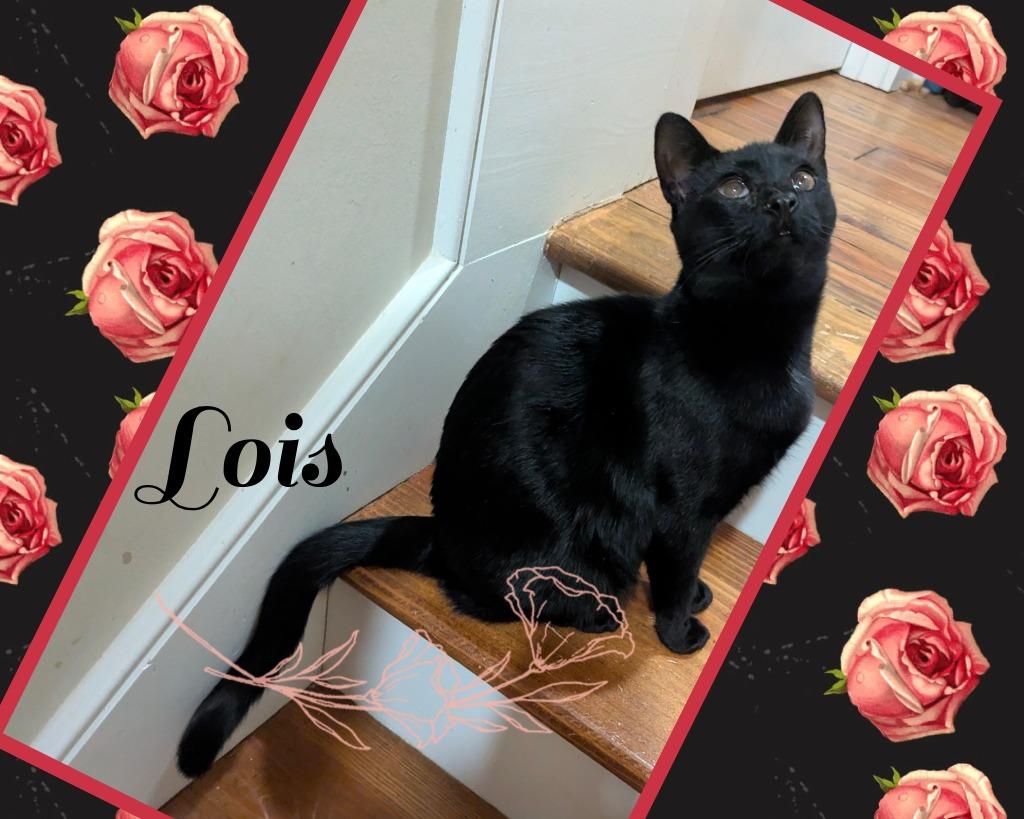 Lois, Adoptable, Young Female Domestic Short Hair.