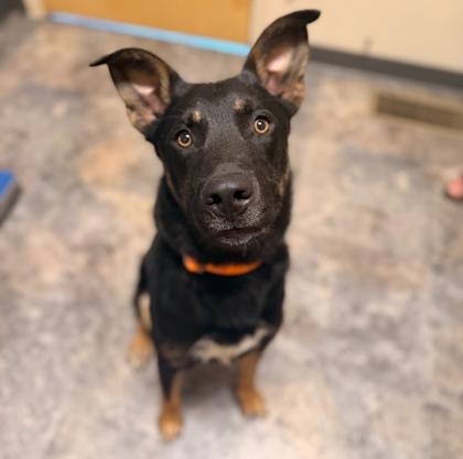 Whiskey, ADOPTABLE, Young Male Mixed Breed.