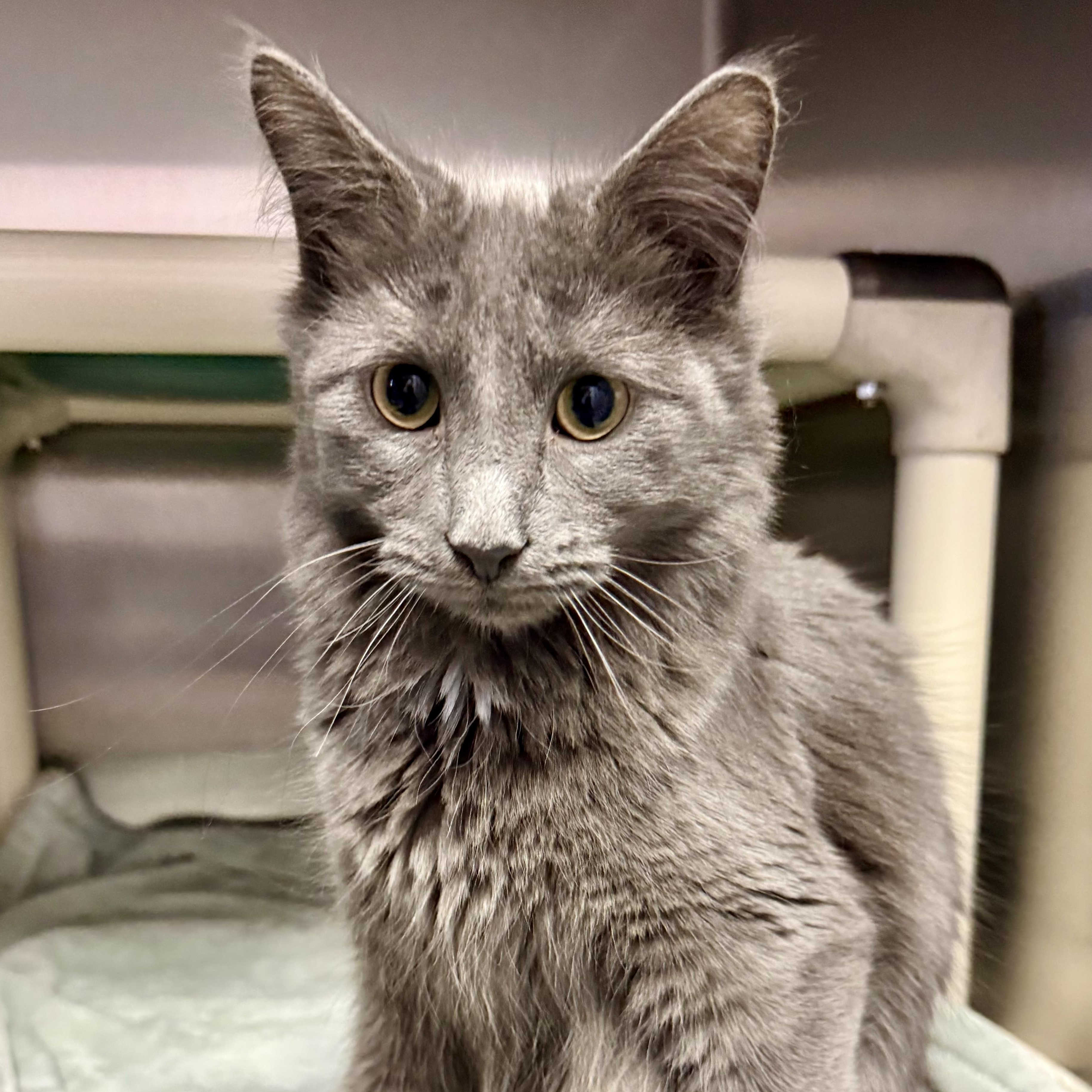 Jay (bonded to Raven) , adoptable, Kitten Male Domestic Long Hair.