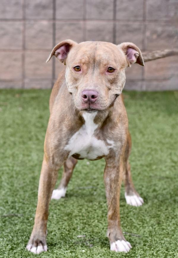 Enlarge Moo Moo, a Adoptable mixed breed in Canton, GA image 1/1