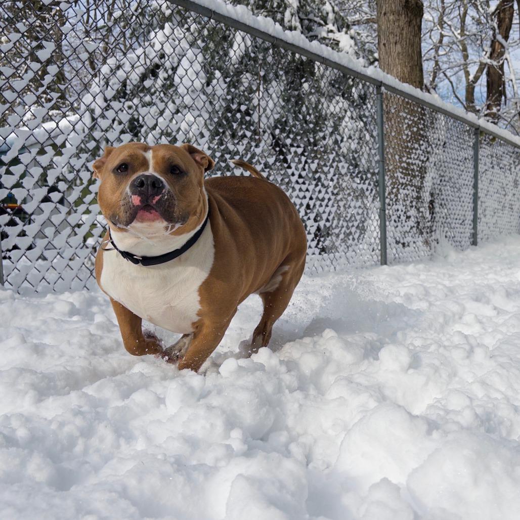 Joy, Adoptable, Adult Female American Bulldog & Mixed Breed.