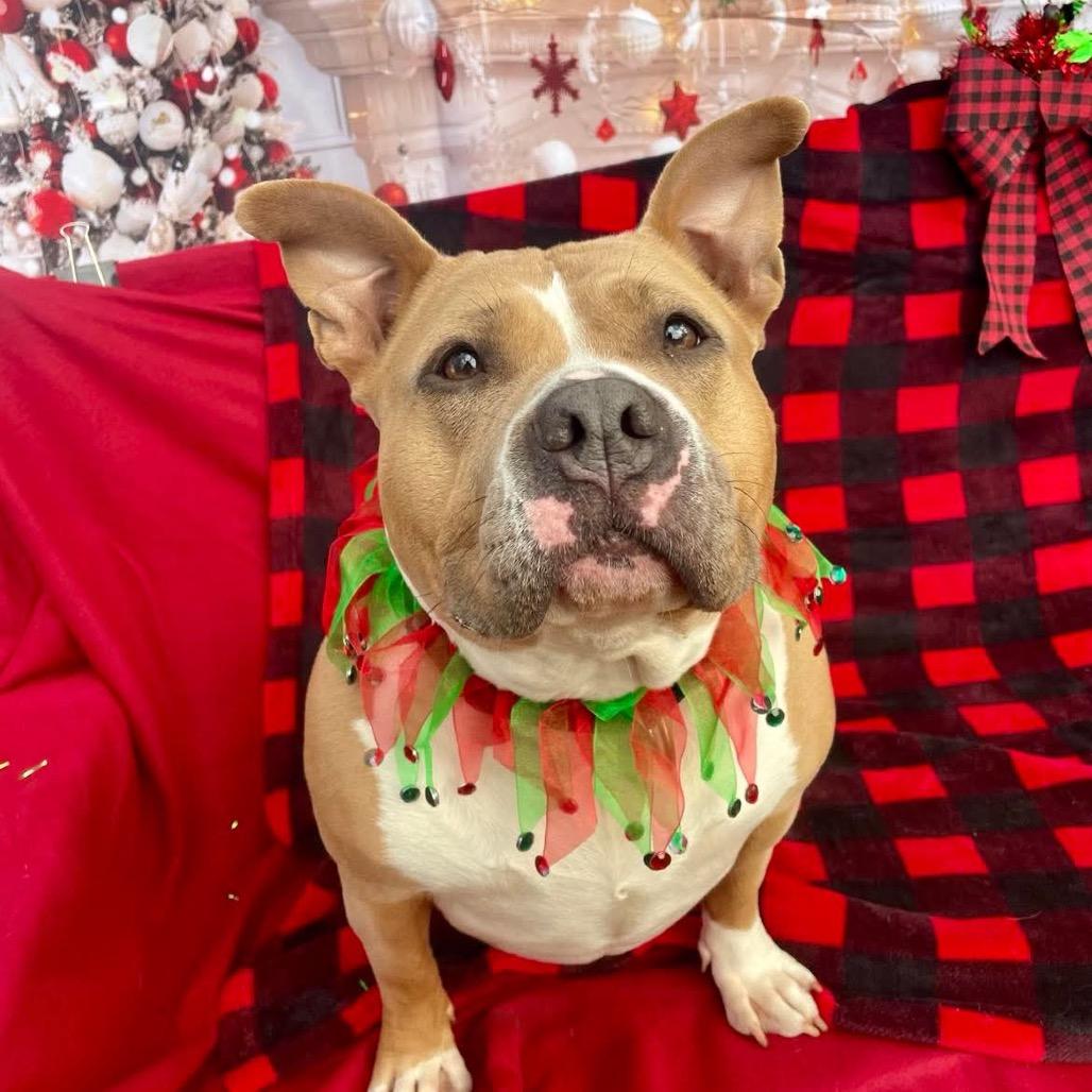 Joy, Adoptable, Adult Female American Bulldog & Mixed Breed.