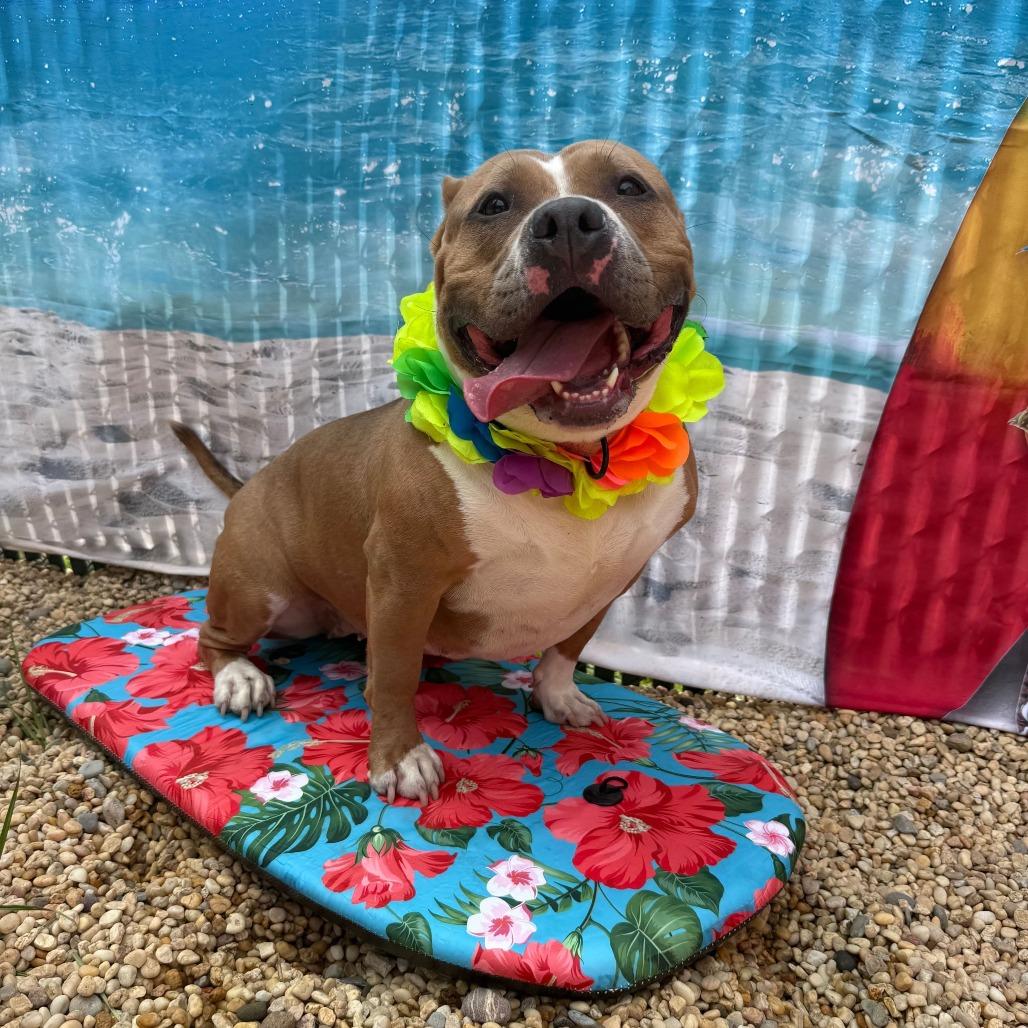 Enlarge Joy, a Adoptable mixed breed in Newark, NJ image 2/6