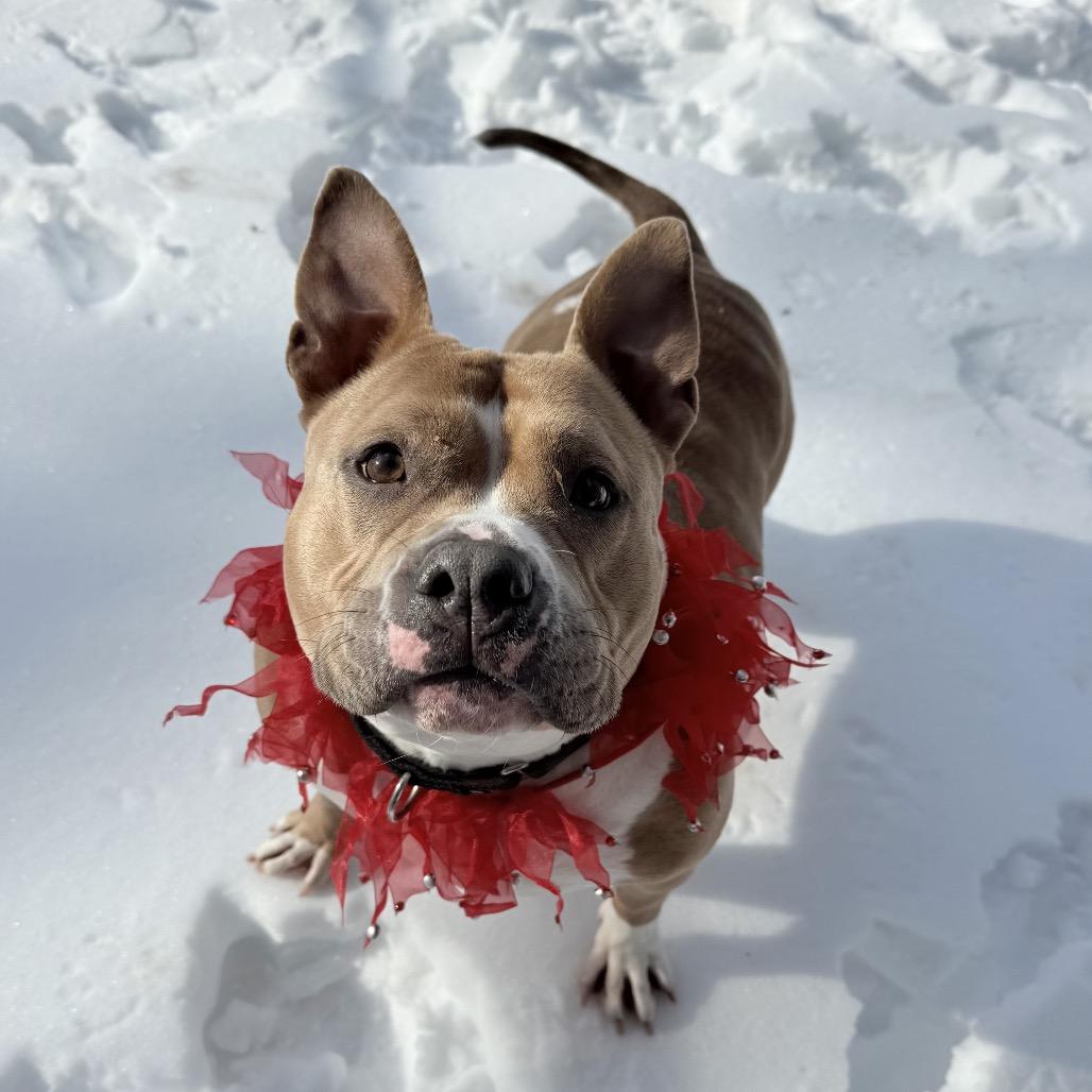 Enlarge Joy, a Adoptable mixed breed in Newark, NJ image 2/6