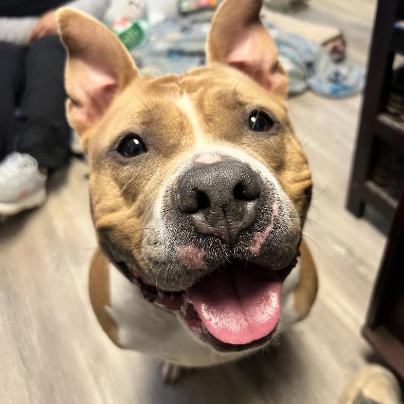 Enlarge Joy, a Adoptable mixed breed in Newark, NJ image 3/6