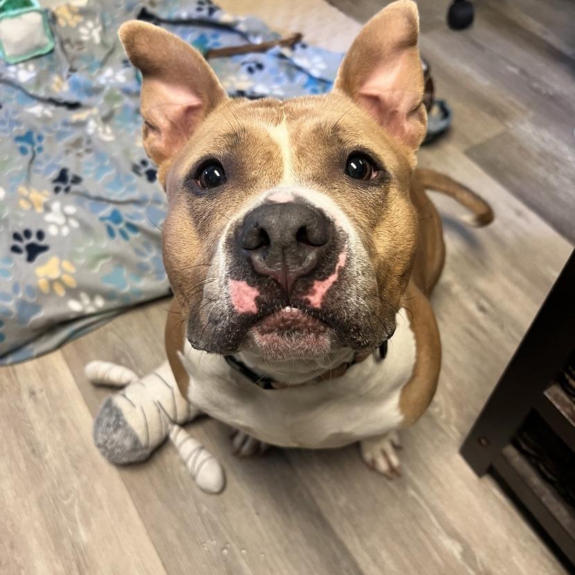 Enlarge Joy, a Adoptable mixed breed in Newark, NJ image 4/6