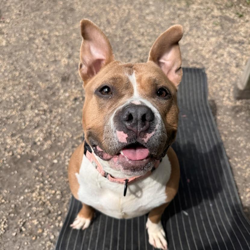 Enlarge Joy, a Adoptable mixed breed in Newark, NJ image 5/6