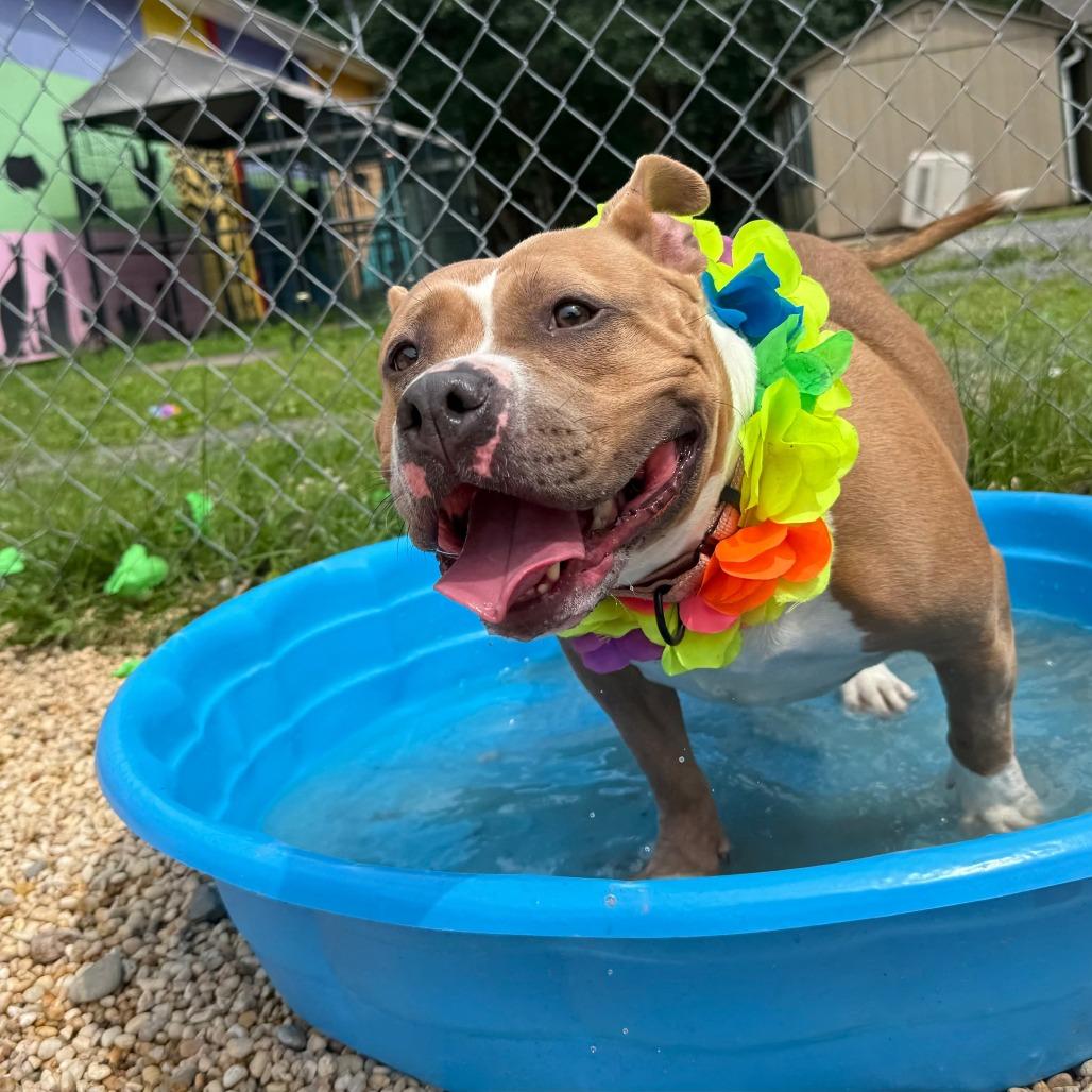Enlarge Joy, a Adoptable mixed breed in Newark, NJ image 6/6