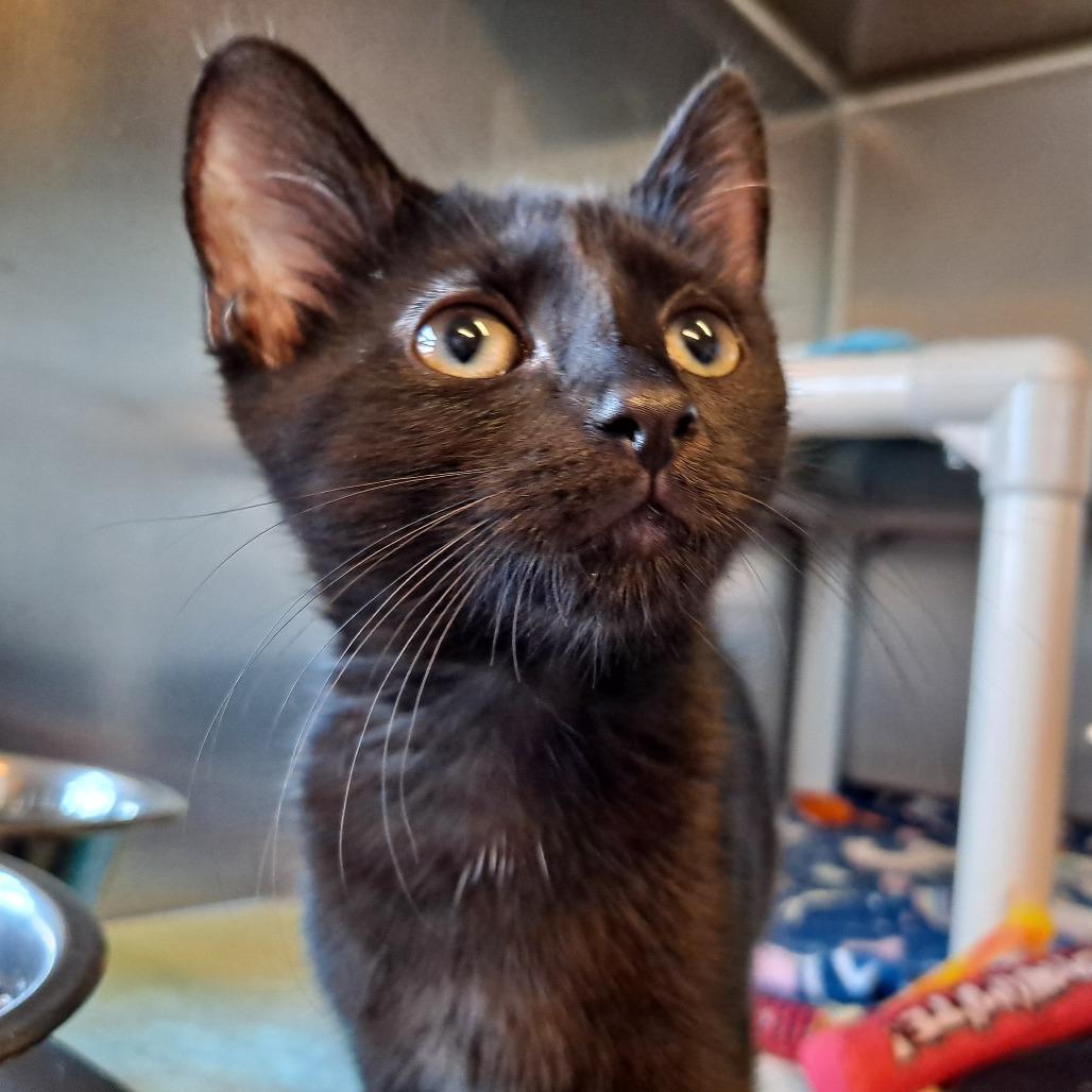 Enlarge Buttercup, a Adoptable Domestic Short Hair in Rock Falls, IL image 1/3