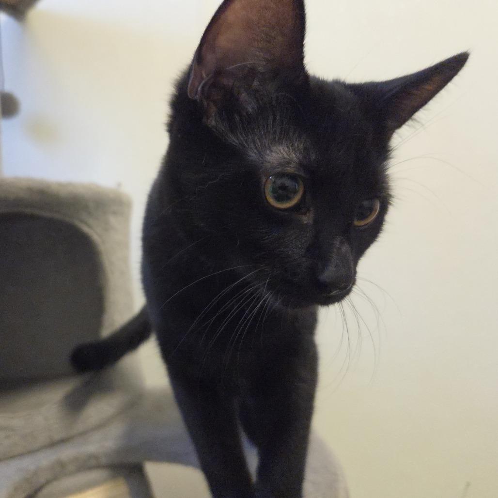 Enlarge Buttercup, a Adoptable Domestic Short Hair in Rock Falls, IL image 2/3