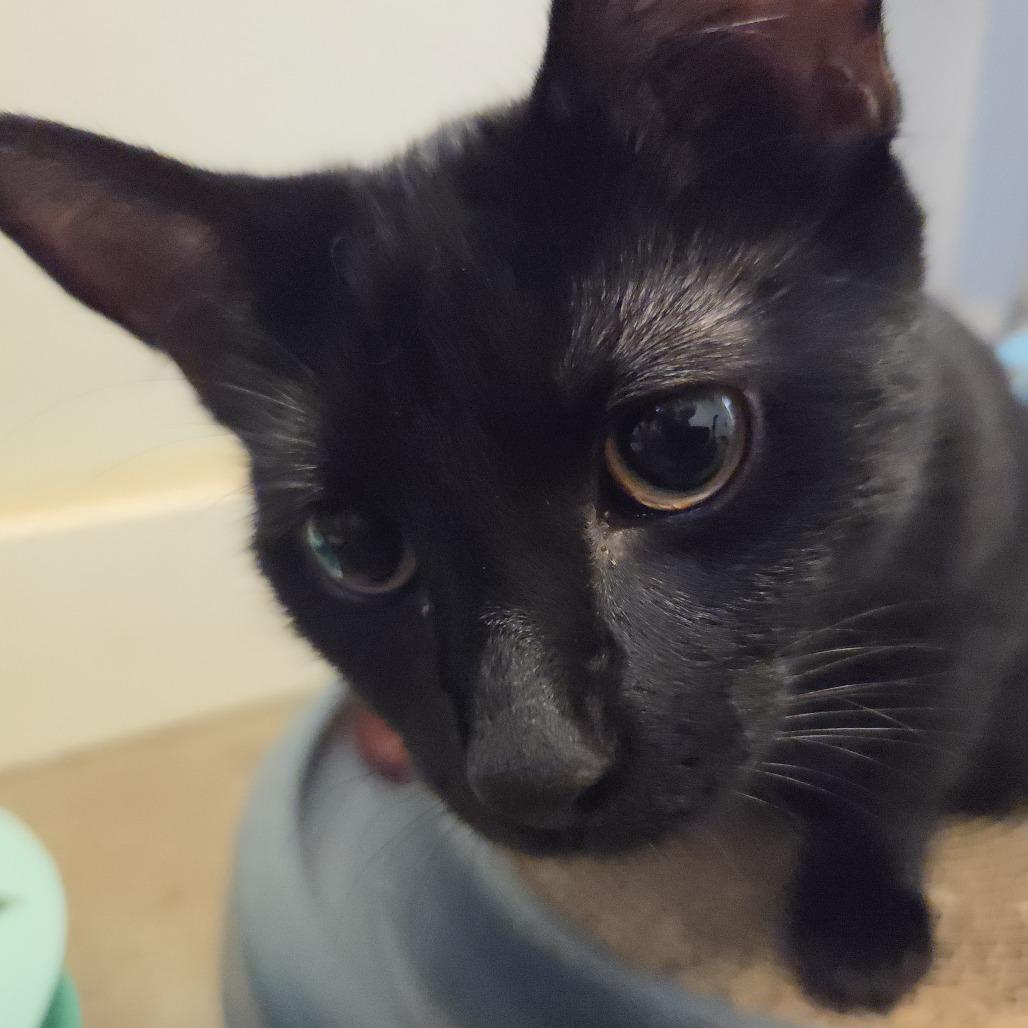 Enlarge Buttercup, a Adoptable Domestic Short Hair in Rock Falls, IL image 3/3