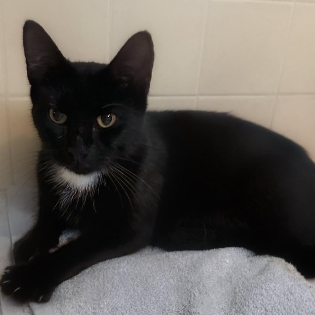 Luna, Adoptable, Adult Female Domestic Short Hair.